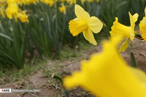  نرگسِ « ماسال »