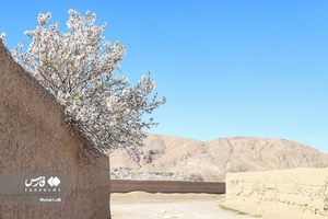شکوفه های بهاری