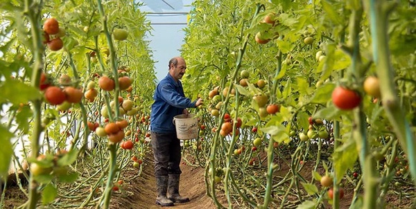 جهاد کشاورزی هرمزگان