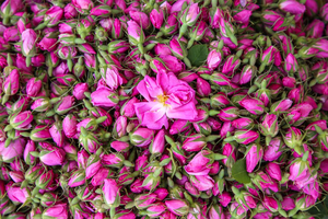 برداشت گل محمدی از مزارع خراسان شمالی