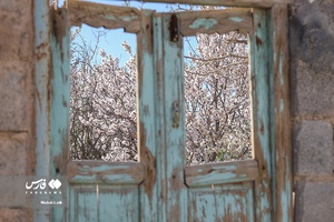 شکوفه های بهاری