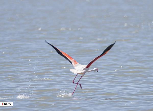 فلامینگو- تبریز