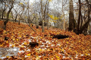 برگ ریزان پاییز