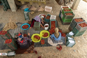 بسته بندی  توت فرنگی در شفیع آباد فندرسک