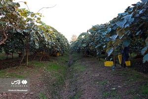 برداشت کیوی در گیلان