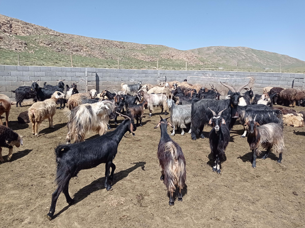 پشم چینی گوسفندان