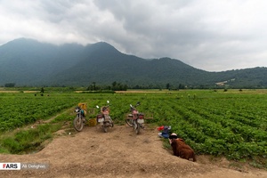 مزرعه توت فرنگی در شفیع آباد فندرسک