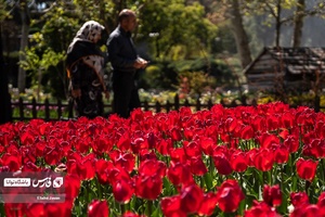 باغ گل‌های لاله چمران از جاذبه‌های شگفت‌انگیز در فصل بهار است که معمولا از فروردین هرسال آغاز و تا نیمه‌های اردیبهشت ادامه دارد.