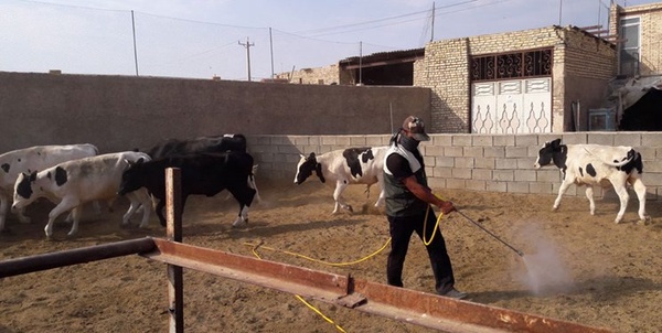 تب کریمه کنگو