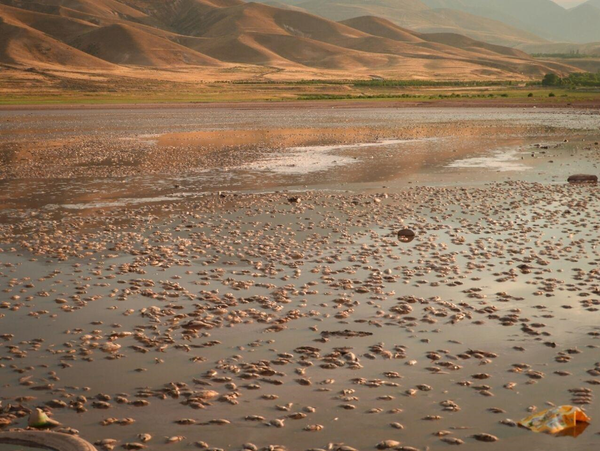 علل مرگ ماهیان سد شهیدکلانتری انامق شهرستان مرند 