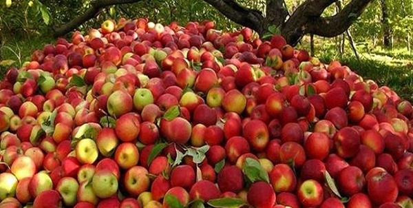 آغاز خرید توافقی سیب درختی درجه سه در فارس