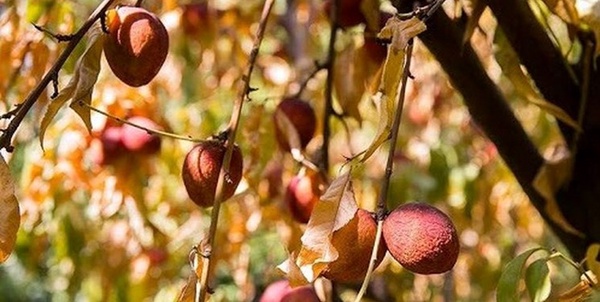خشکسالی