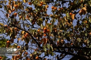 پاییزِ البرز