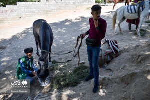 کاروان اسب‌داران حرم‌ تا حرم خراسان‌شمالی به سوی آستان رضوی رهسپار شدند