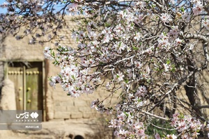 شکوفه های بهاری