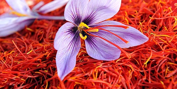 زعفران