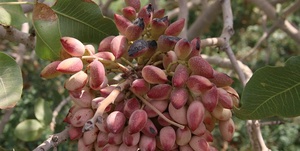 پسته کاری