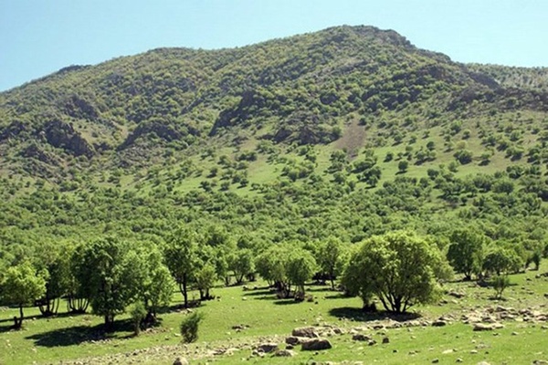 جنگل کاری