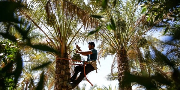 برداشت خرما