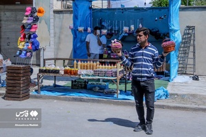 برداشت «گل محمدی» در میمند