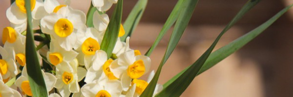 تصویر سربرگ نمایه‌ی ‌نعیمه کرابی‌