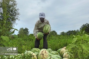 هندوانه «چاف»