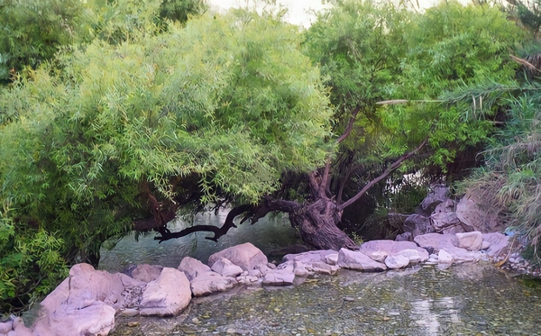 چشمه انجیری 