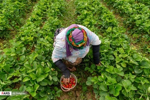 برداشت توت فرنگی در مزارع شفیع آباد فندرسک