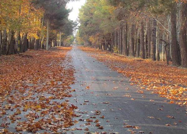فردیس جاذبه 
