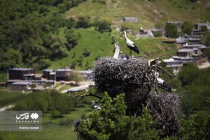 در اواخر زمستان و فصل‌ بهار و تابستان  روستای دره تفه میزبان شمار زیادی از لک‌لک‌های مهاجر می‌شوند که در این روستا لانه‌سازی و جوجه‌آوری می‌کنند که باعث شده این روستارا به اسم  شهر لک لک ها بشناسند.