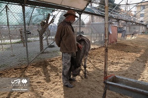 حیوانات «خانه نوری»