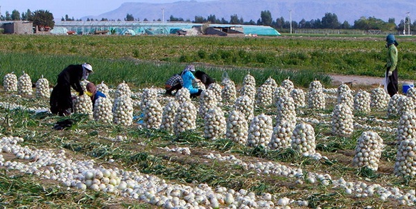 مزارع پیاز