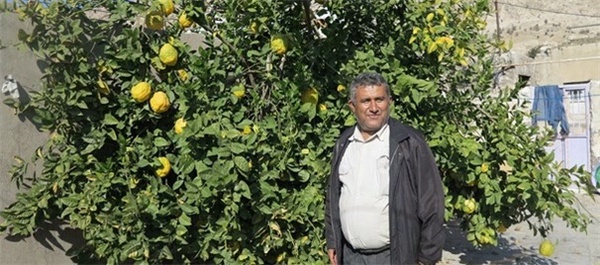 میوه بالنگ در لنده