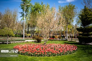 باغ گل‌های لاله چمران از جاذبه‌های شگفت‌انگیز در فصل بهار است که معمولا از فروردین هرسال آغاز و تا نیمه‌های اردیبهشت ادامه دارد.