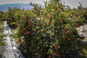 نارنگیِ  «سیاهو» 