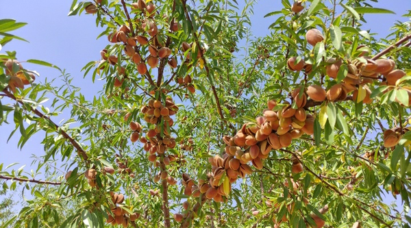 بادام