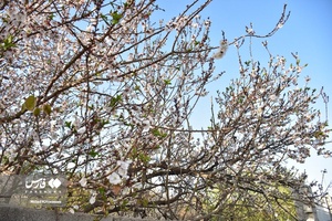 جلوه بی نظیر شکوفه های درختان زردآلو منصوریه 