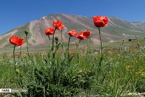 طبیهت دامنه کوه سهند