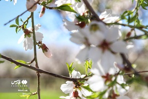 شکوفه های بهاری