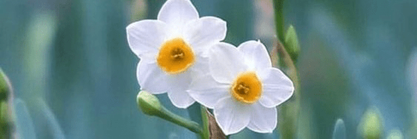 تصویر سربرگ نمایه‌ی ‌بانوی روشنگر‌