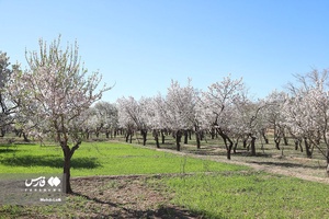 شکوفه های بهاری