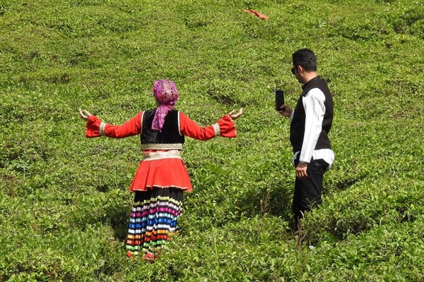 جشنواره چای 