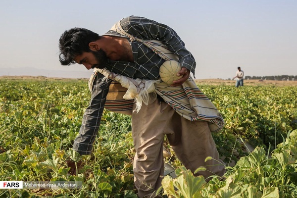 برداشت طالبی