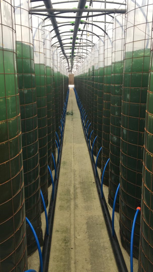 جلبک اسپیرولینا