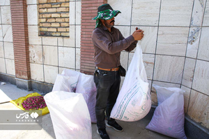 برداشت گل محمدی از مزارع خراسان شمالی