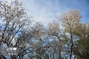 جلوه بی نظیر شکوفه های درختان زردآلو منصوریه 