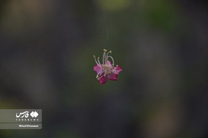 جلوه بی نظیر شکوفه های درختان زردآلو منصوریه 