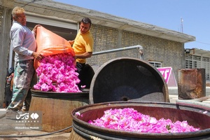 برداشت «گل محمدی» در میمند