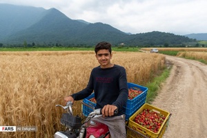 برداشت توت فرنگی در شفیع آباد فندرسک