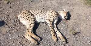 یوز